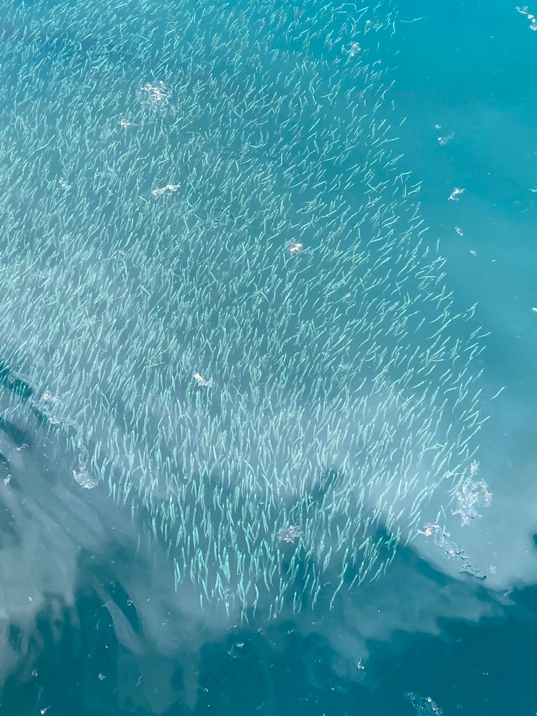 釣り大会🎣